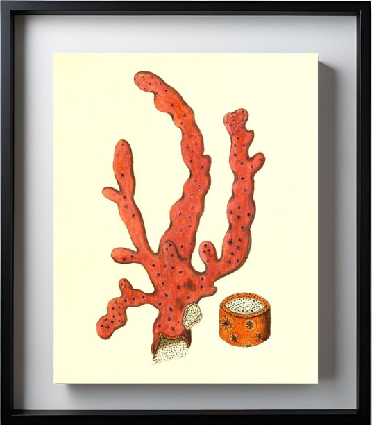 Alcyonium arboreum