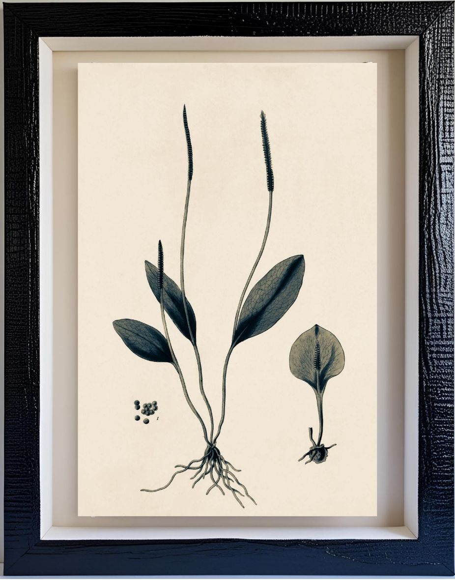 Ophioglossum Ellipticum