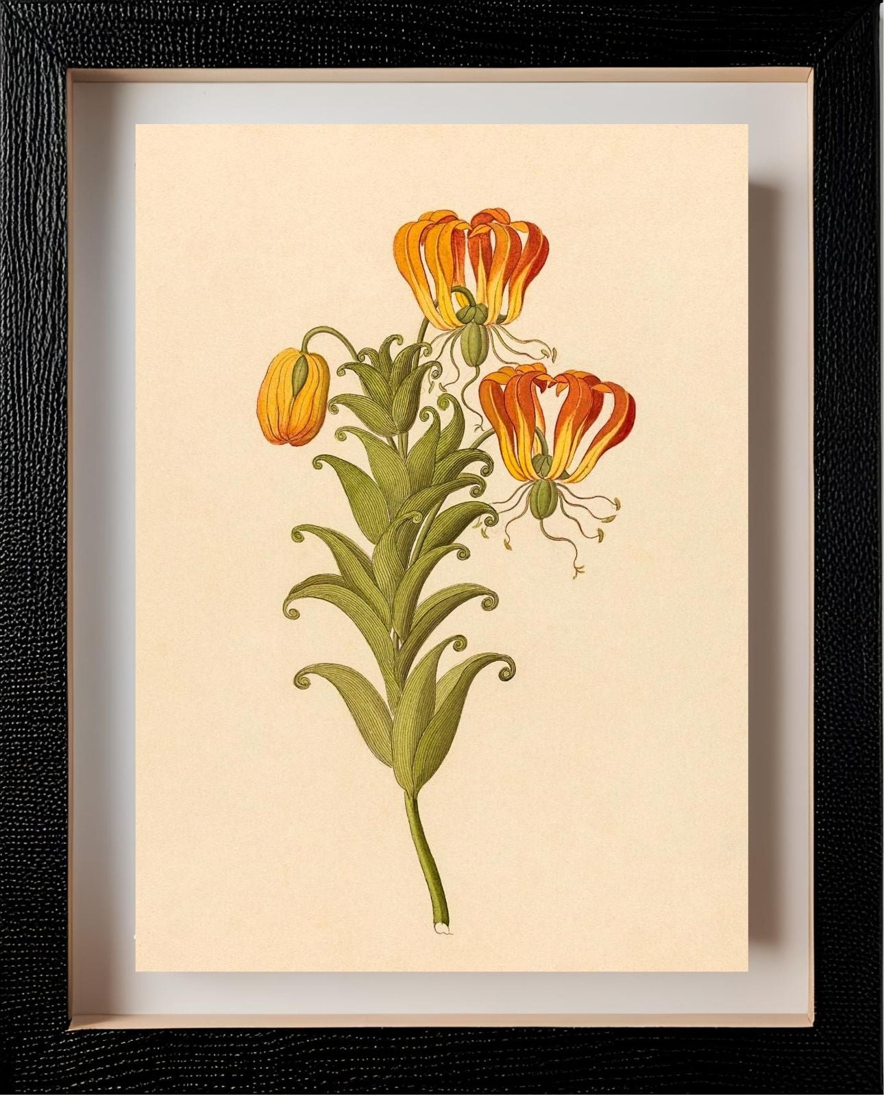 Gloriosa (Gloriosa Superba)