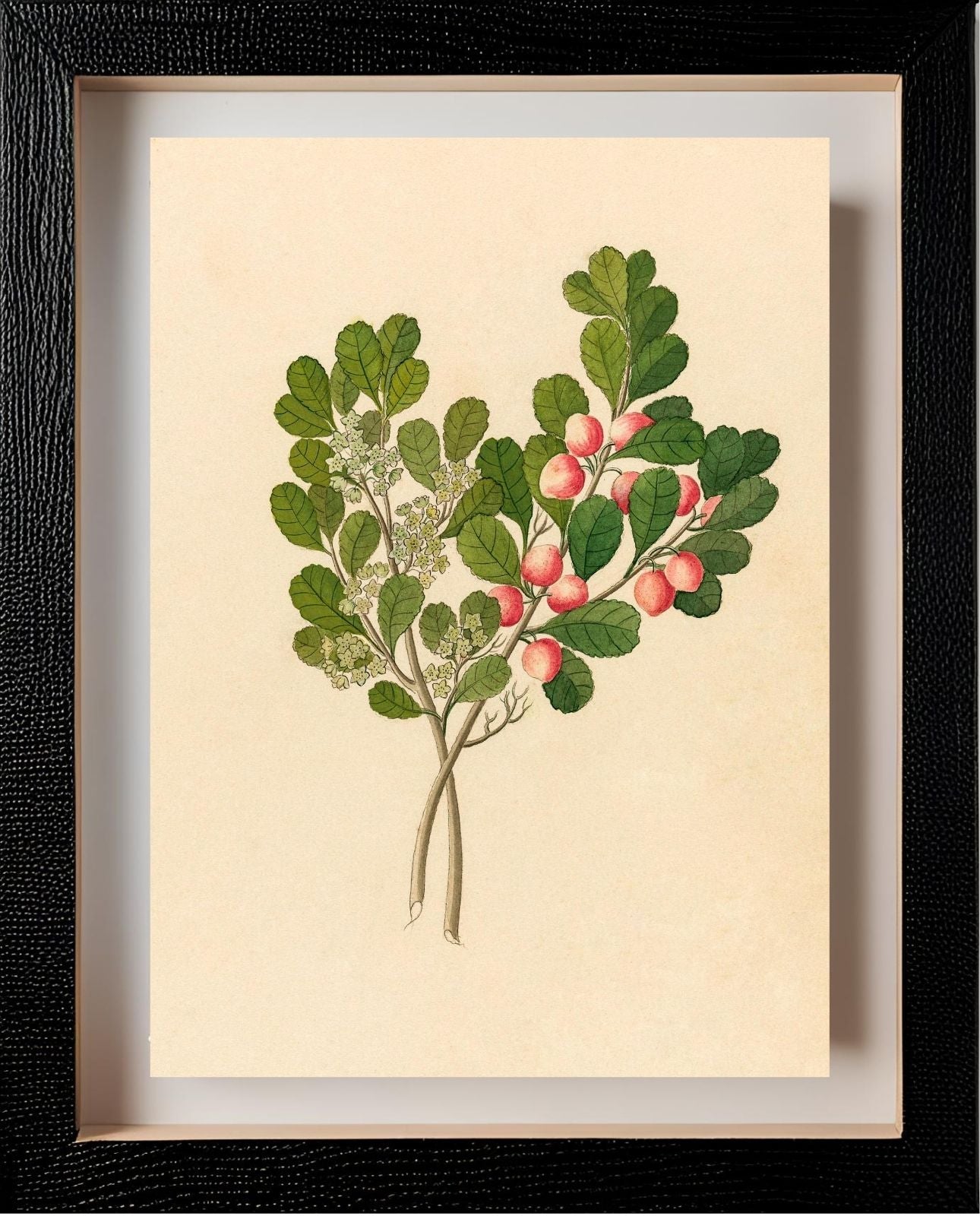 Rhamnus (Cassine Aethiopica)