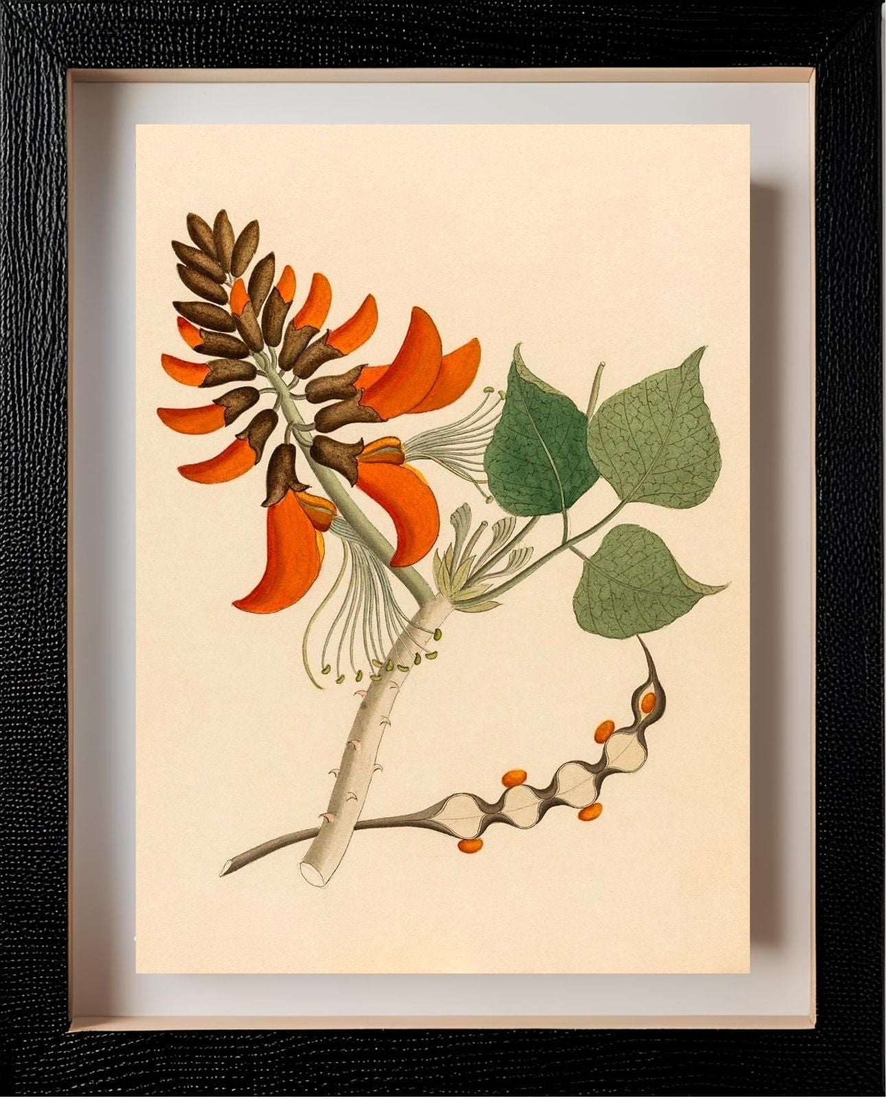 Erythrina Caffra