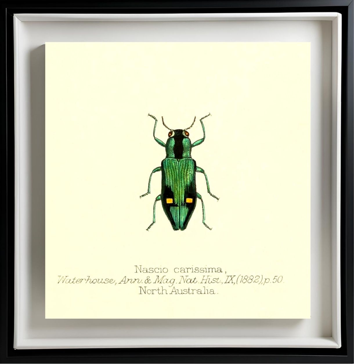 Nascio Carissima