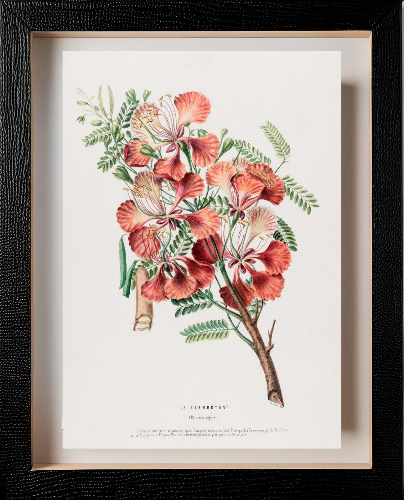 Le Flamboyant (Poinciana Regina)