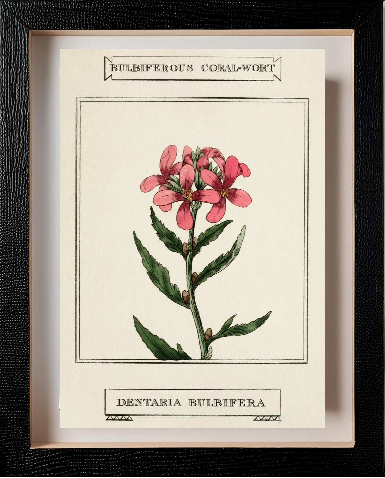 Bulbiferous Coral-Wort