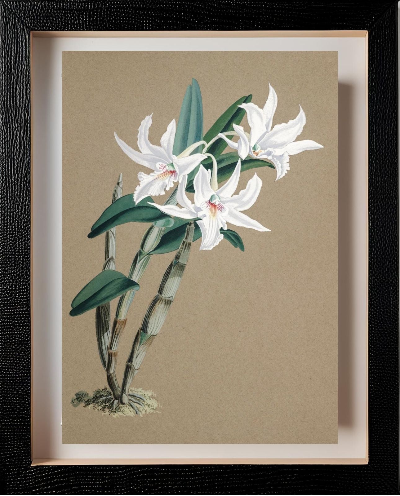 Dendrobium Eburneum