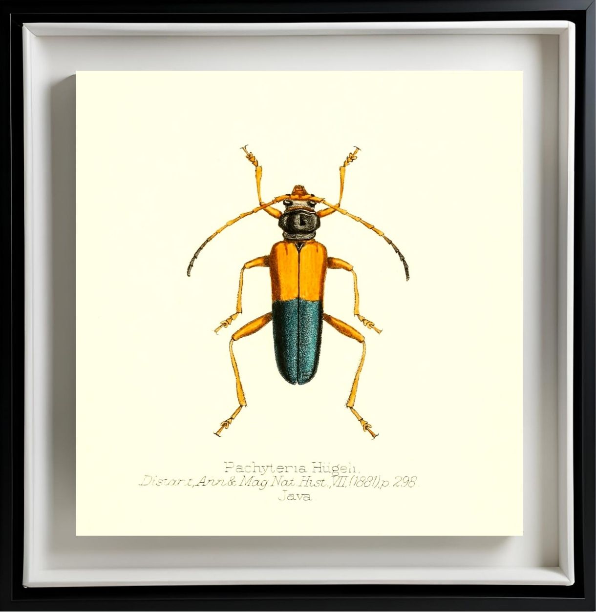 Pachyteria Hugeli