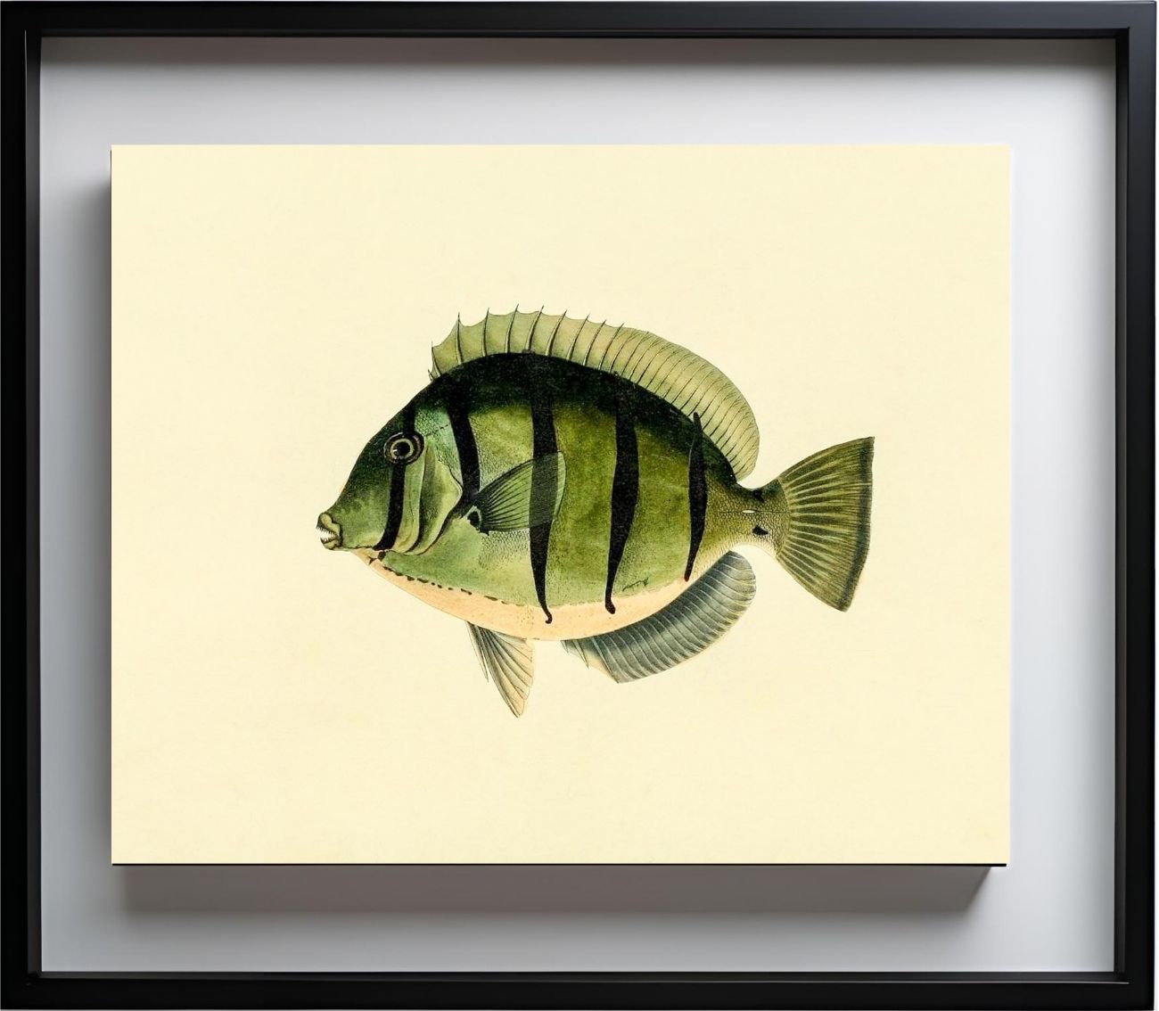 Acanthurus Hirudo