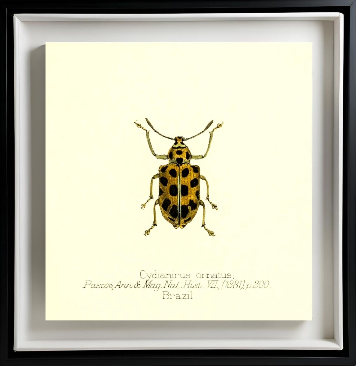 Cydianirus Ornatus