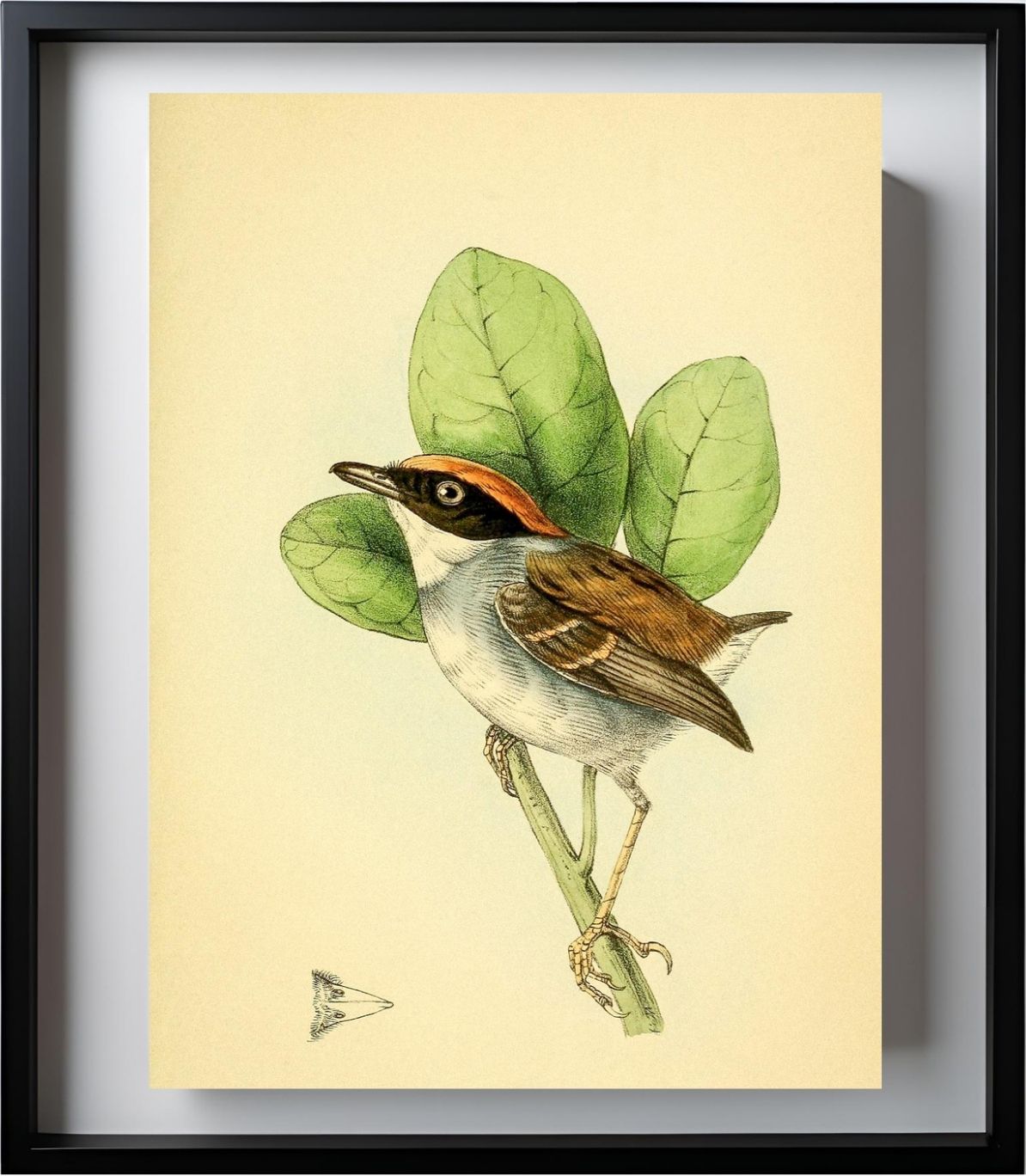 Rufous Crowned Flatbill Male