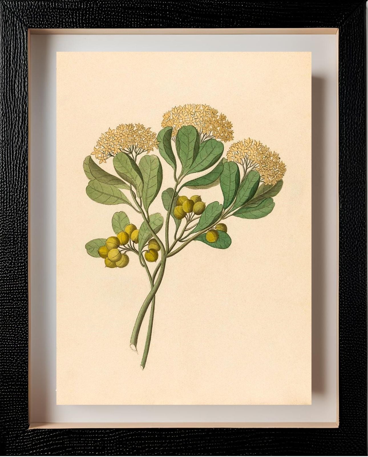 Pentandria Mon. (Pittosporum Viridiflorum)