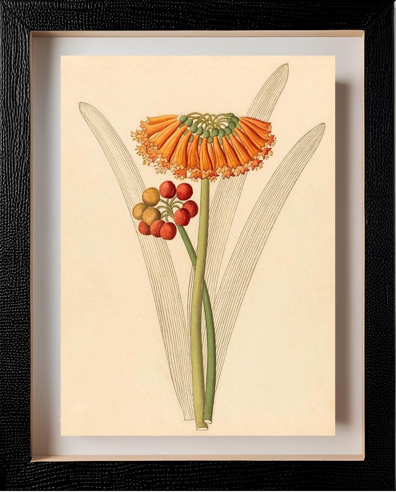 Cyrtanthus (Clivia Nobilis)