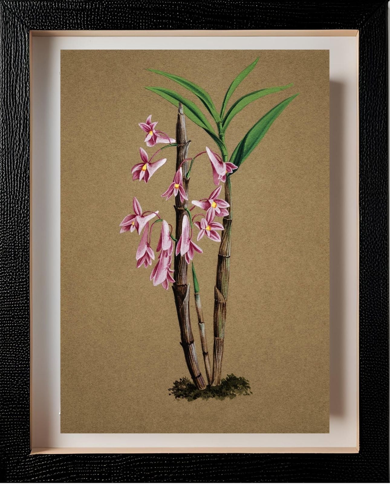 Dendrobium Hasselti