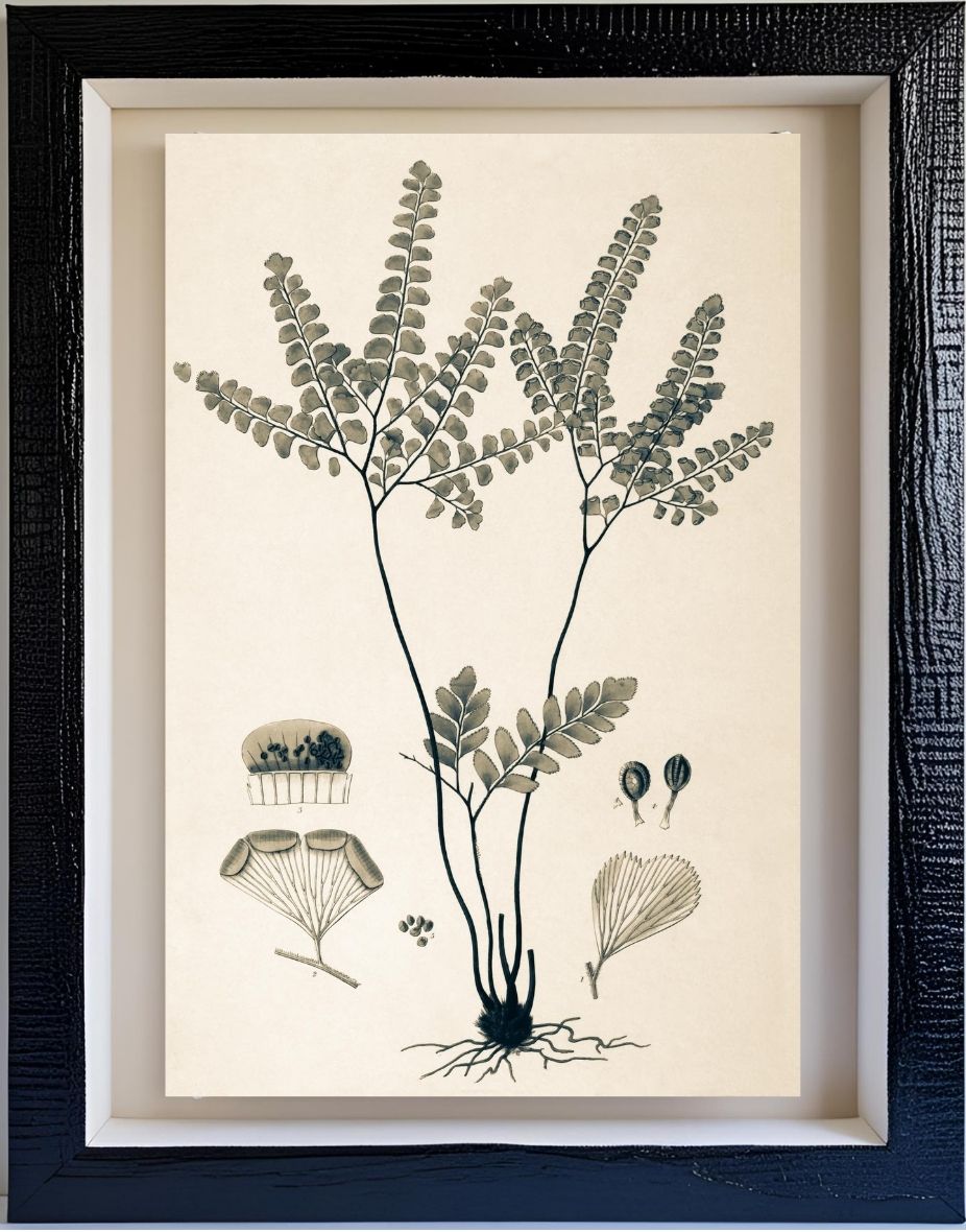 Adiantum Amoenum