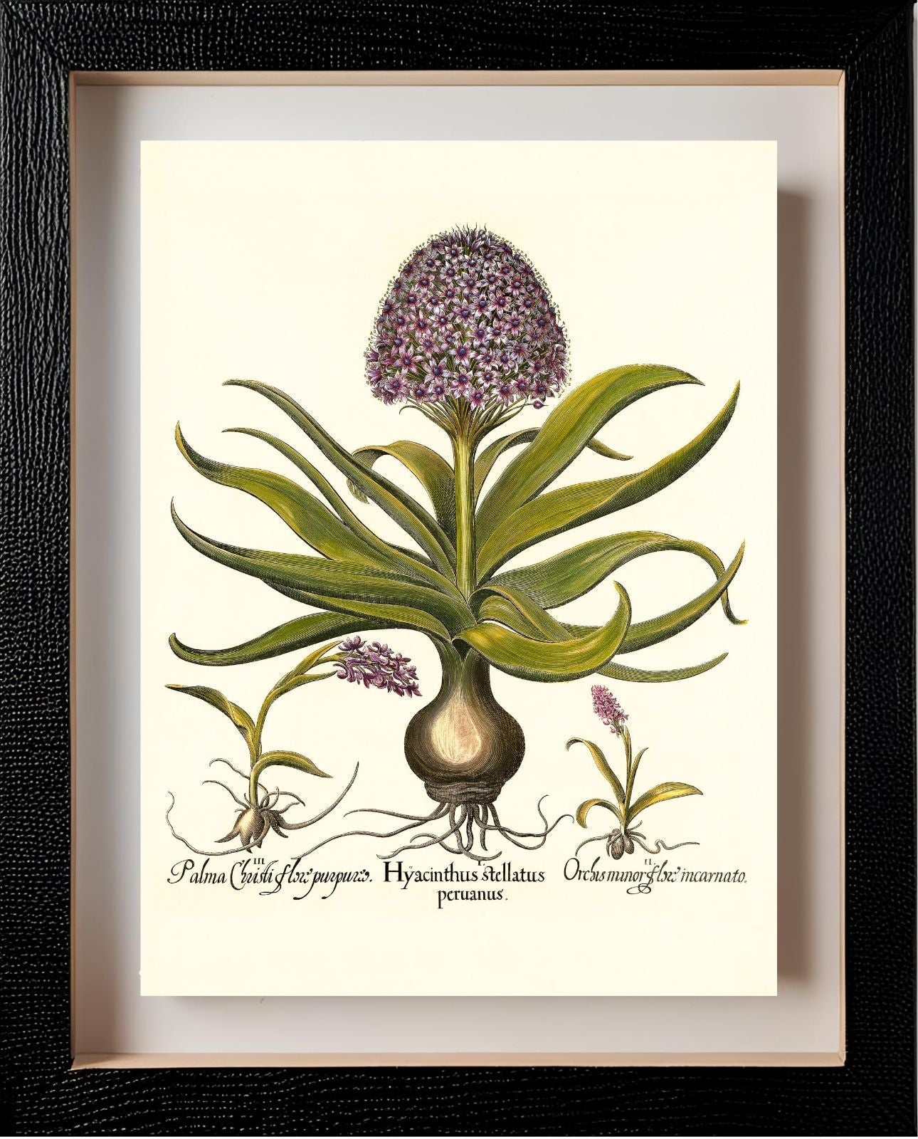 Peruvian squill, Pink spotted wild orchid, et al