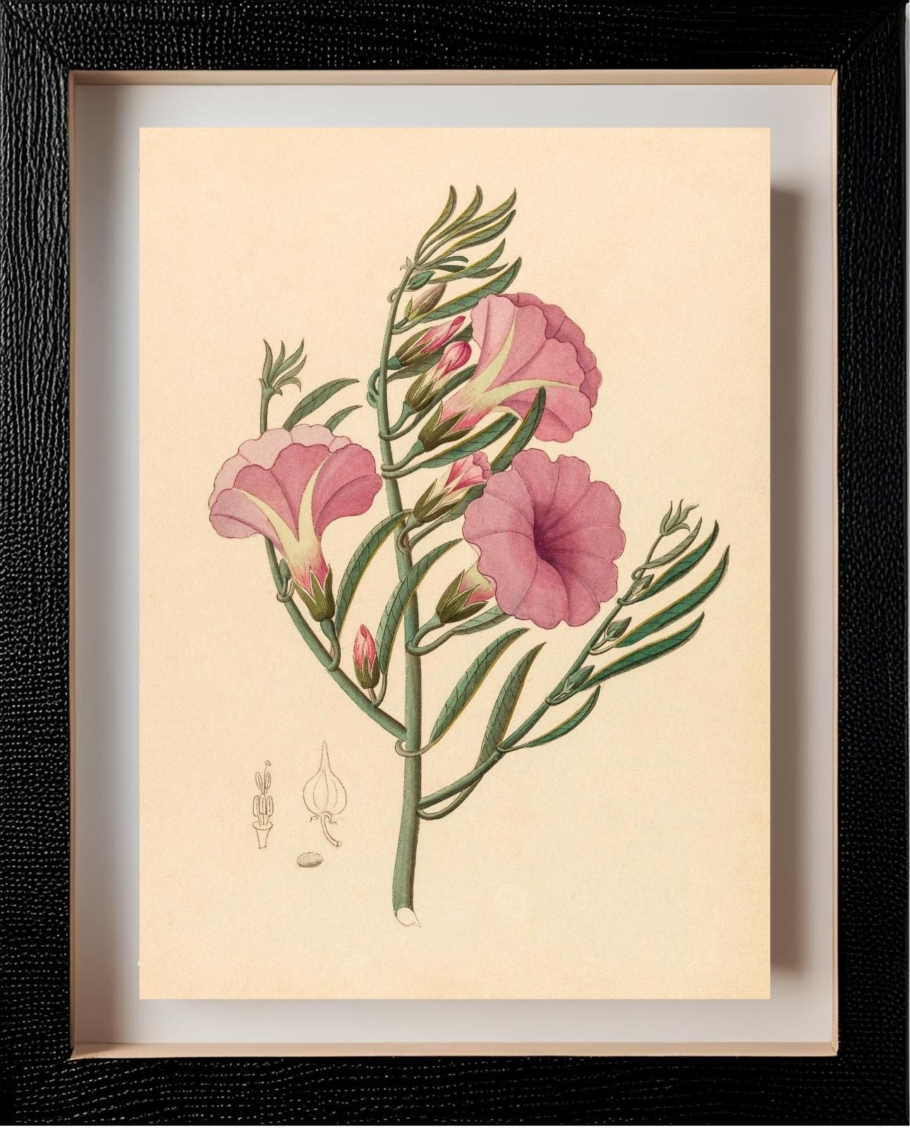 Convolvulus (Ipomoea Oenotheroides)