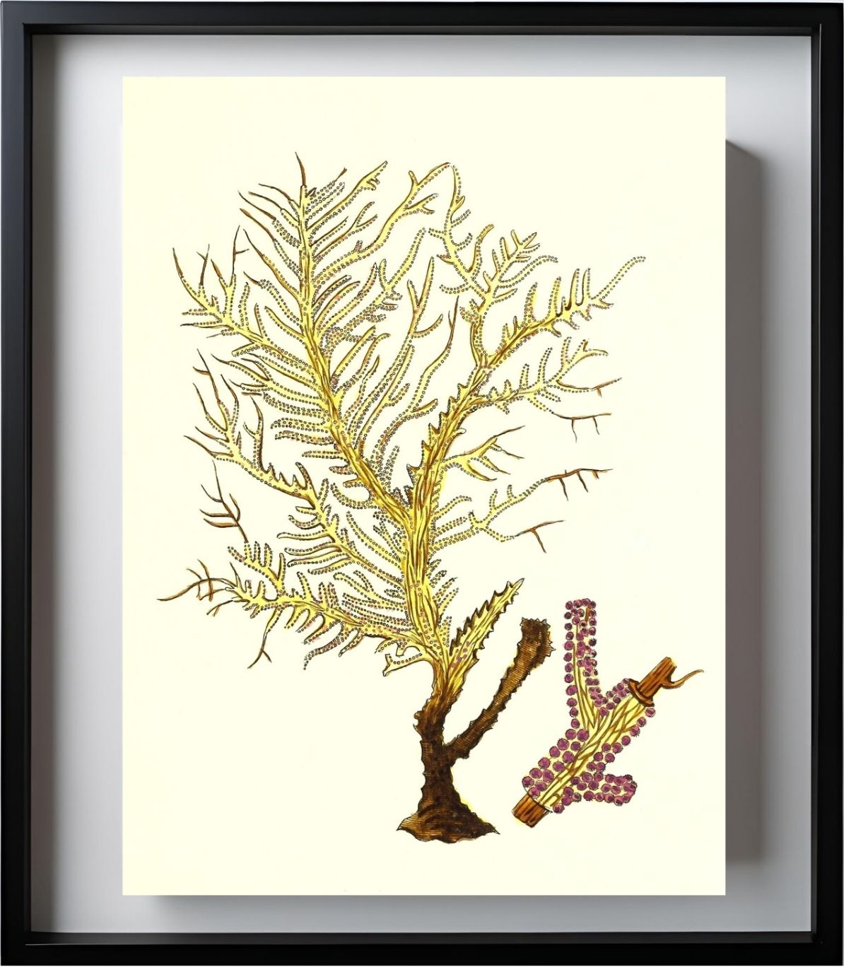 Gorgonia petechizans