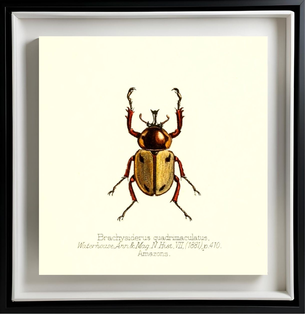 Brachysiderus Quadrimaculatus