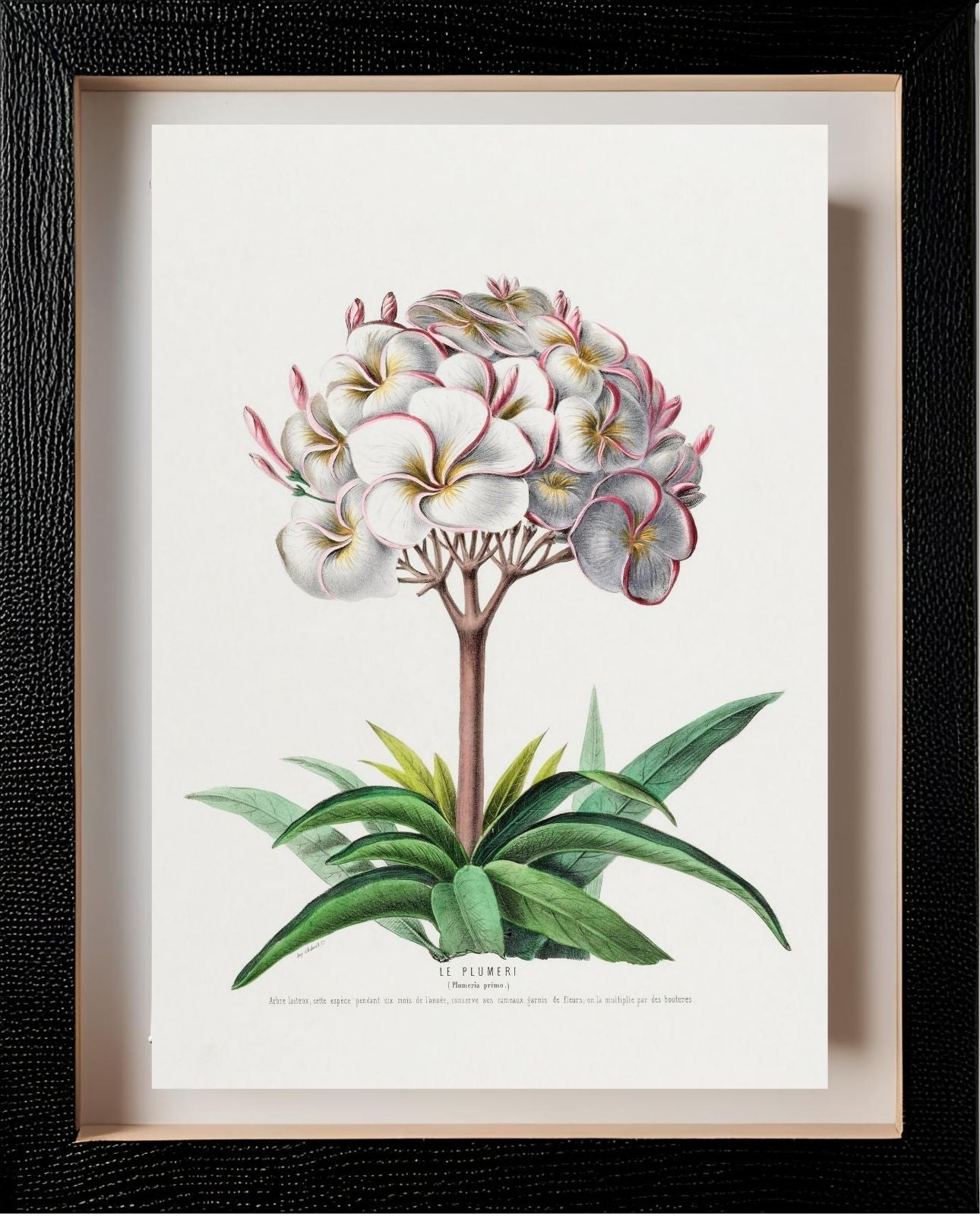 Le Plumeri (Plumeria Primo)