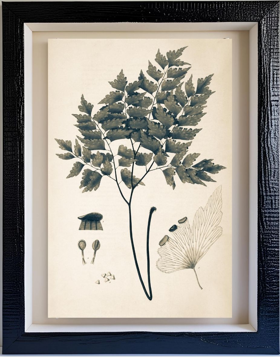 Adiantum Pentadactylon