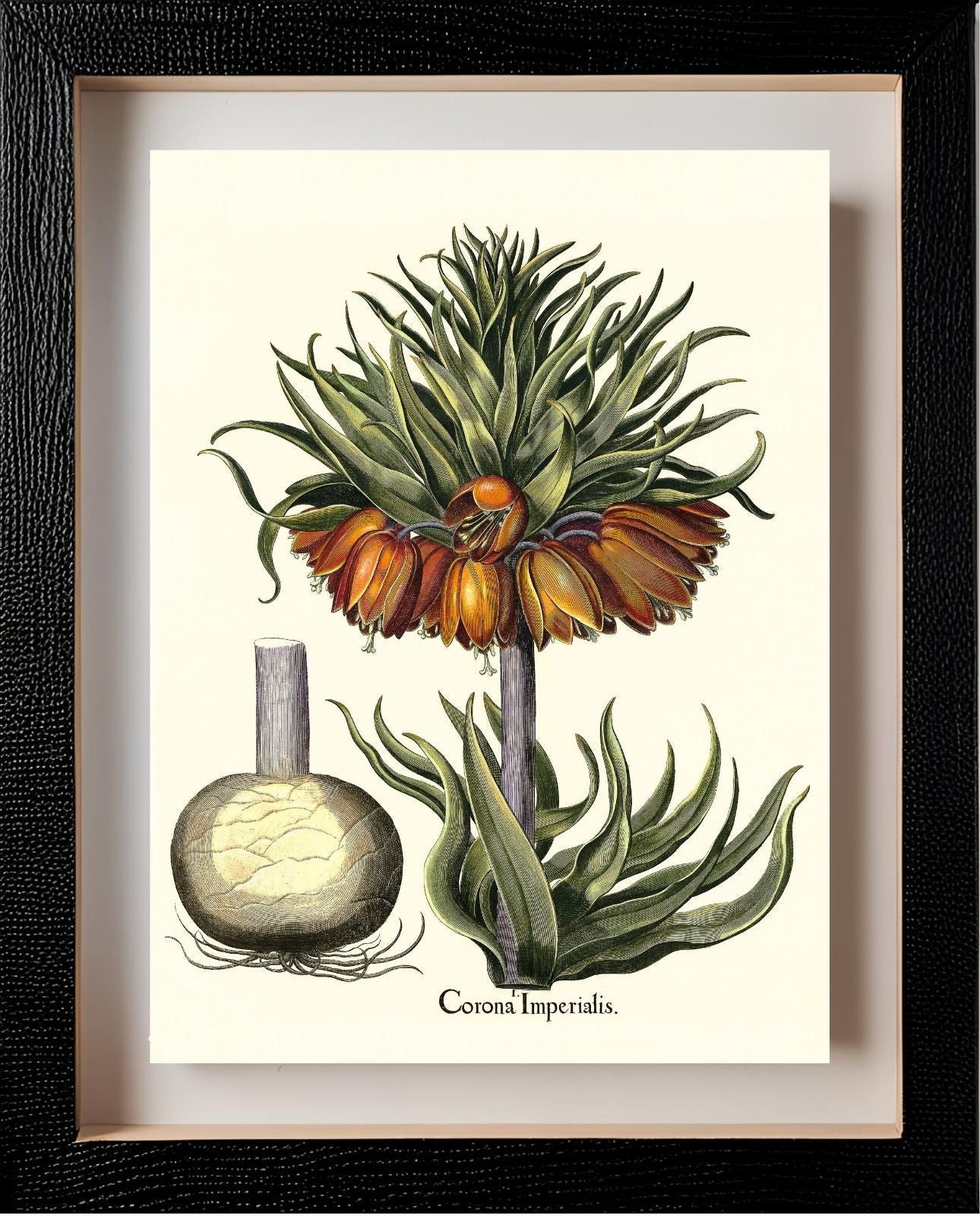 Crown-imperial fritillary