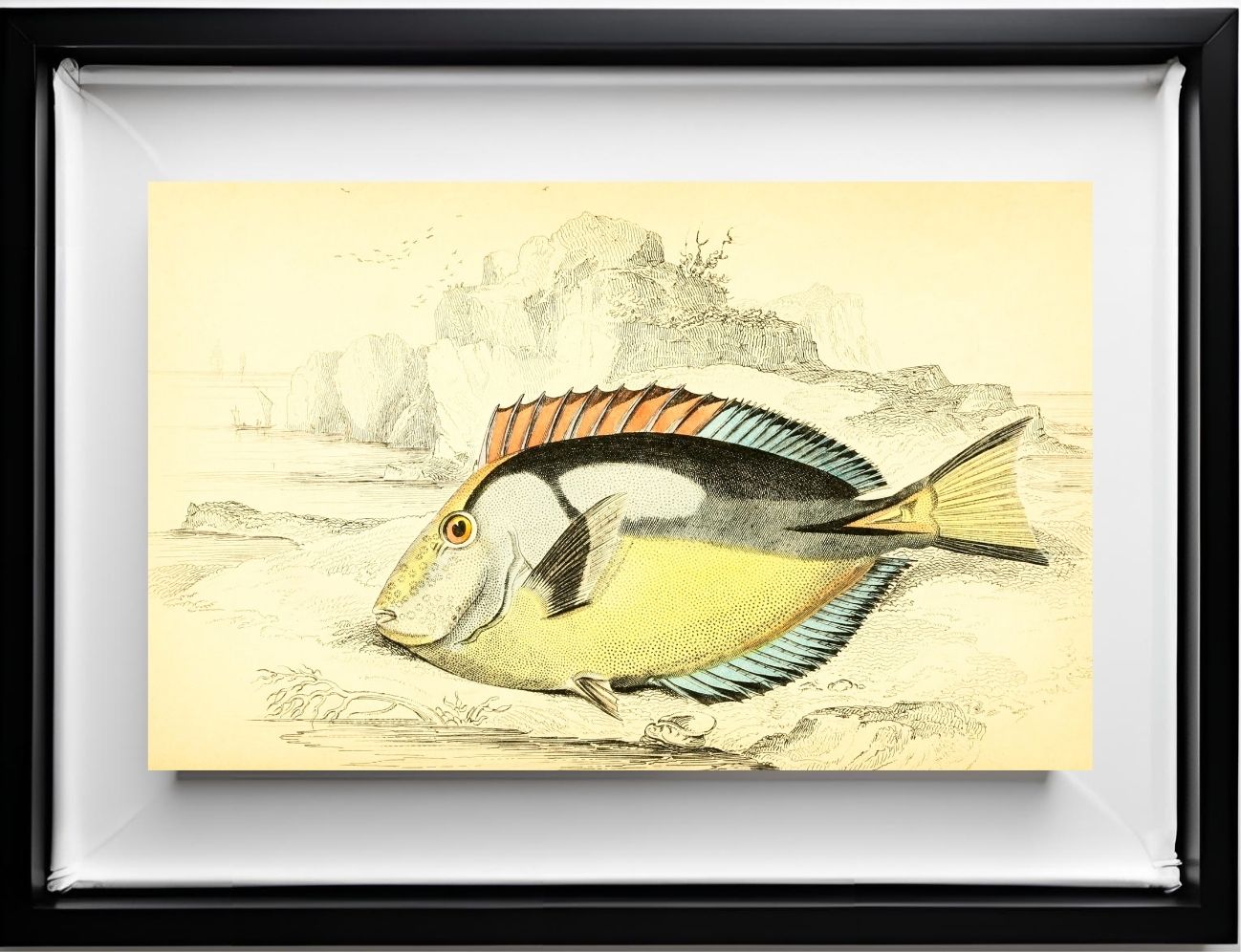 Yellow-Bellied Acanthurus