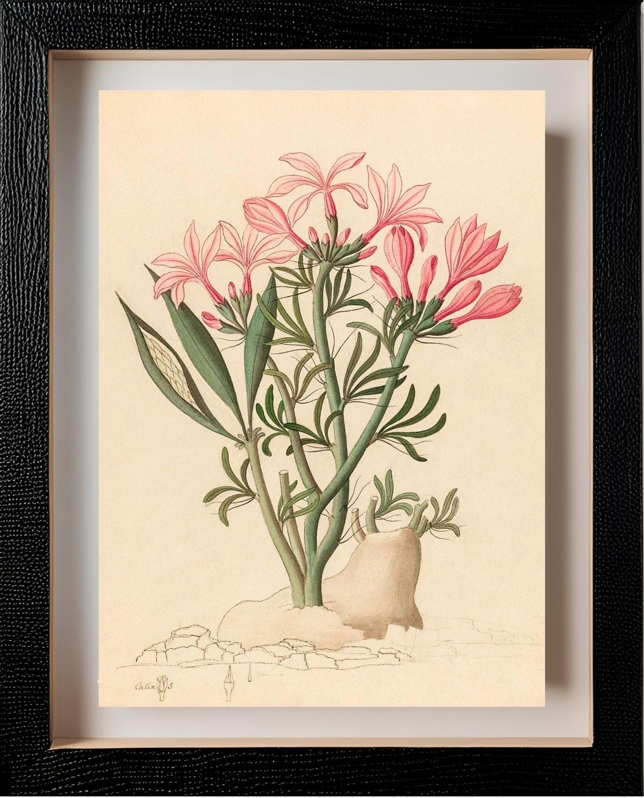 Ceropegia or Echites (Pachypodium Succulentum)