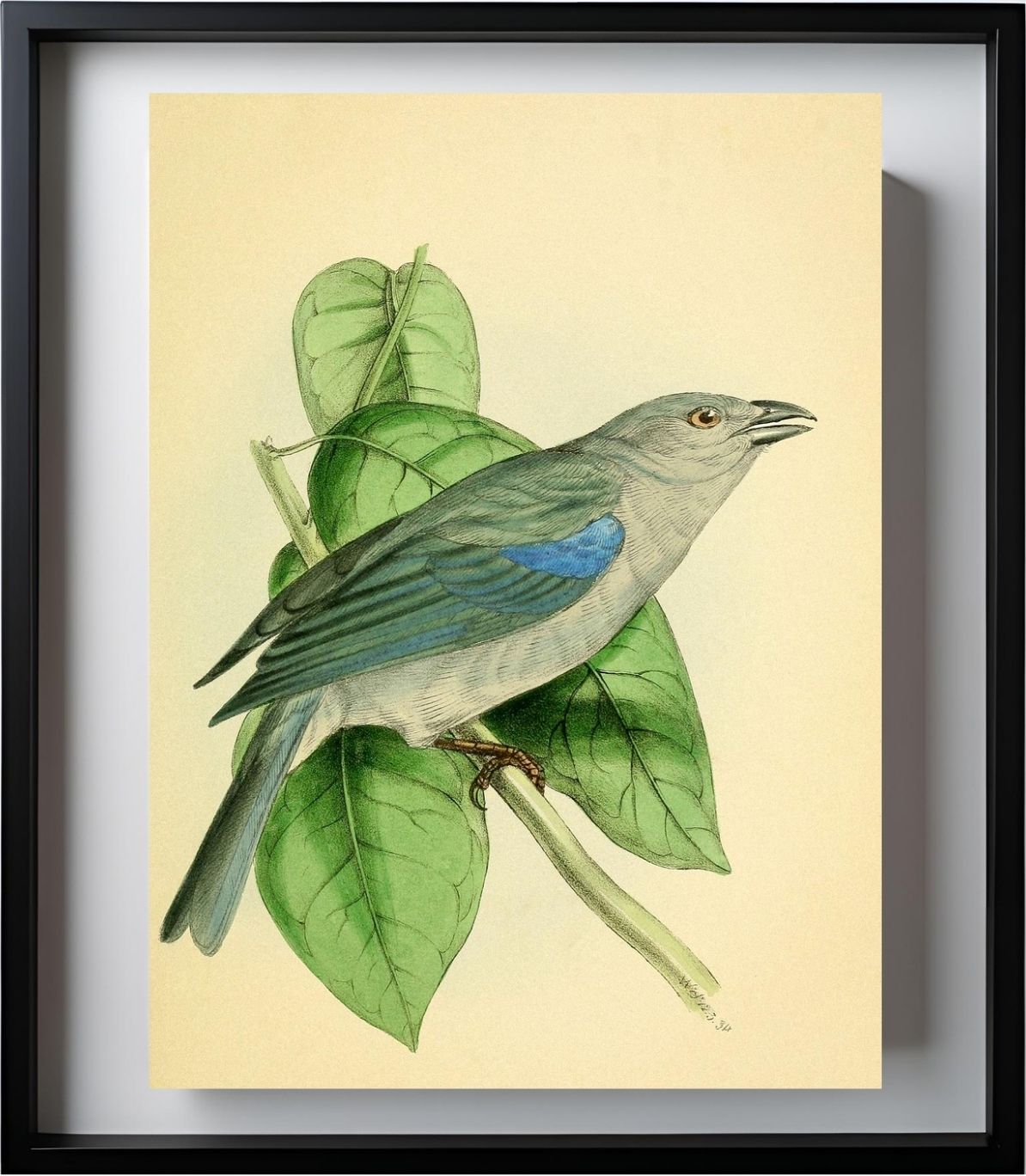Blue-Shoulder'd Tanager
