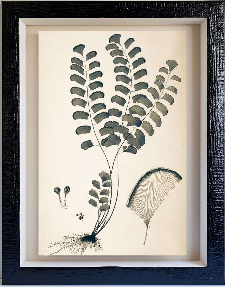 Adiantum Lunulatum