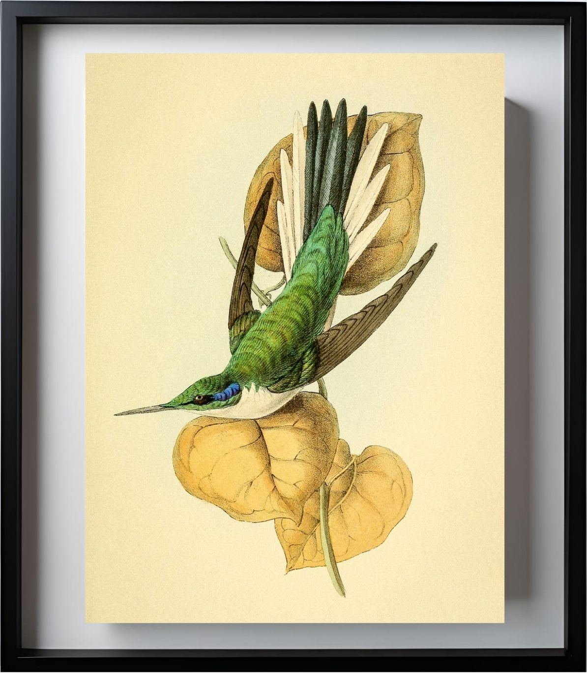 Violet Eared Hummingbird