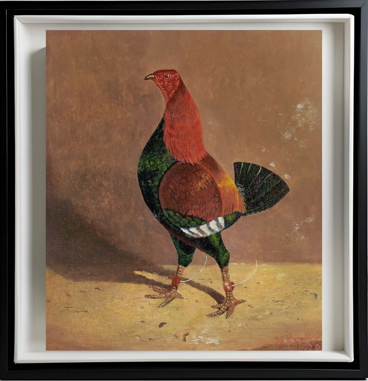 Fighting Cock (2)
