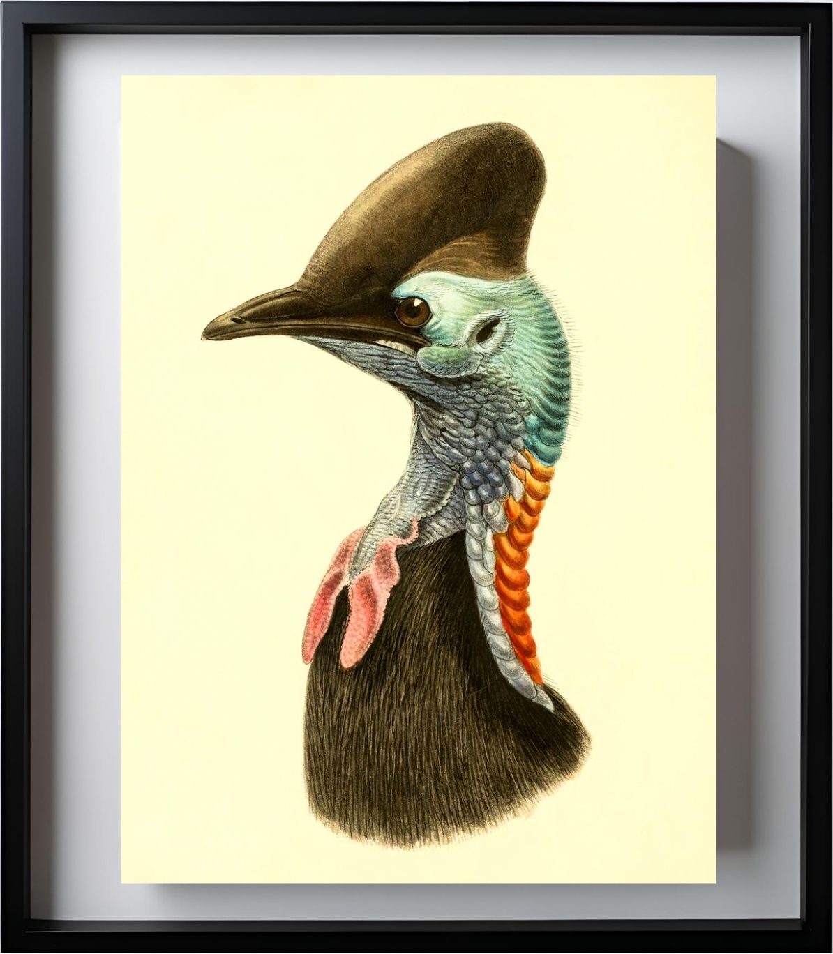 Casuarius Casuarius