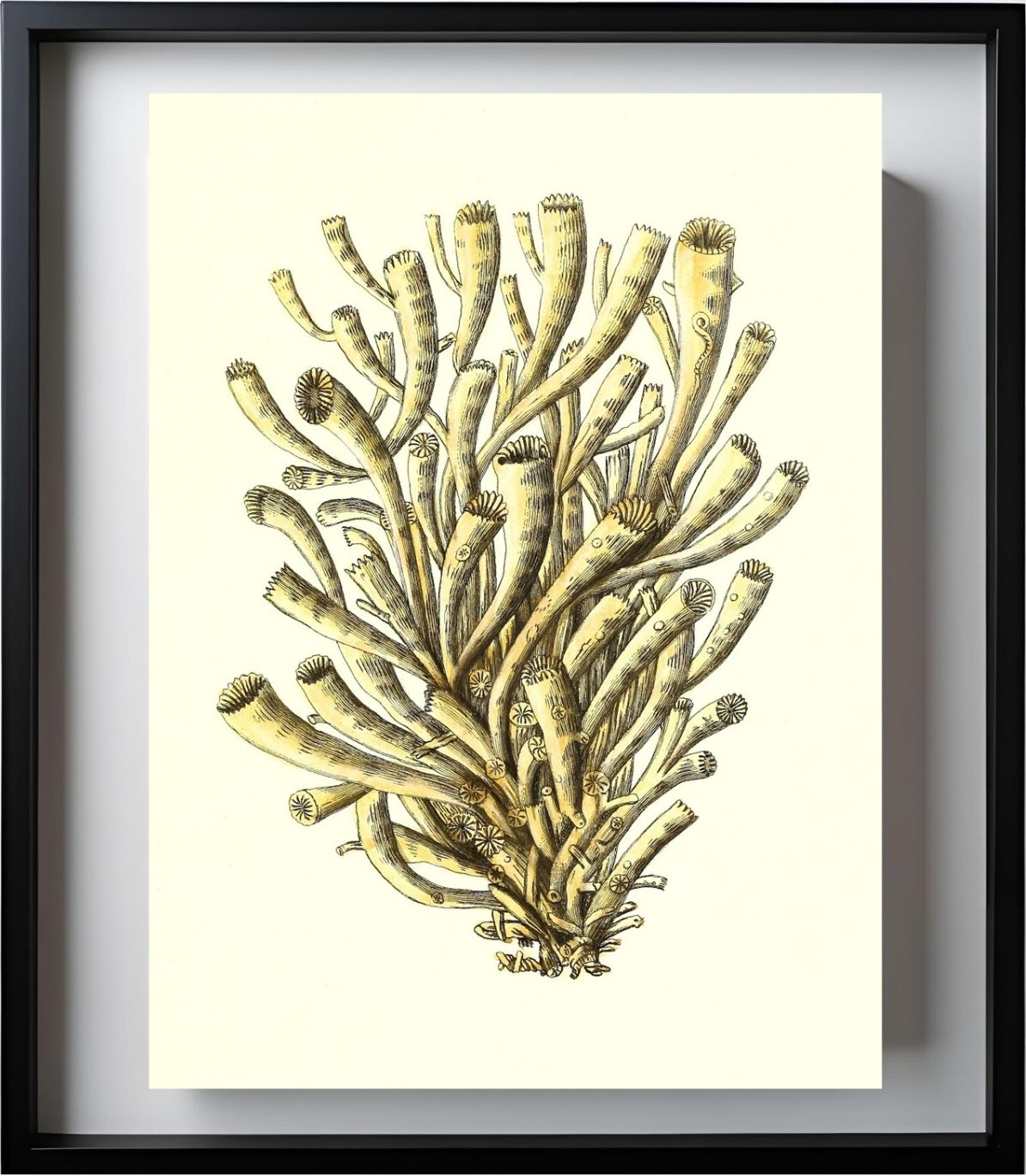 Madrepora anthophyllites
