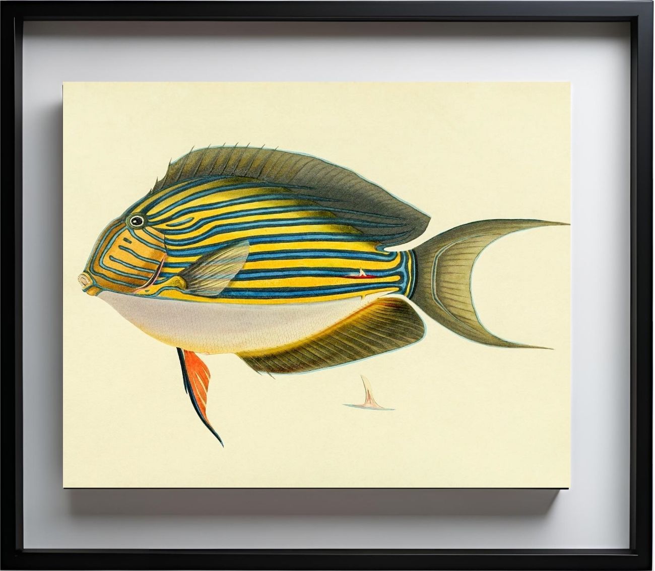 Acanthurus Vitatus