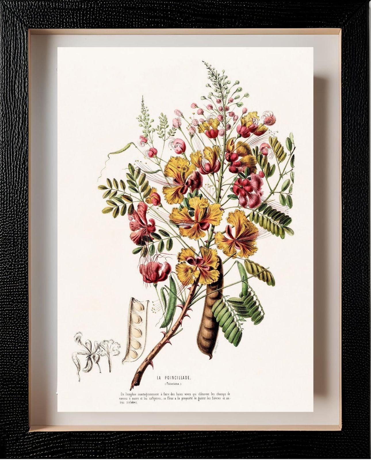 La Poincillade (Poinciana)