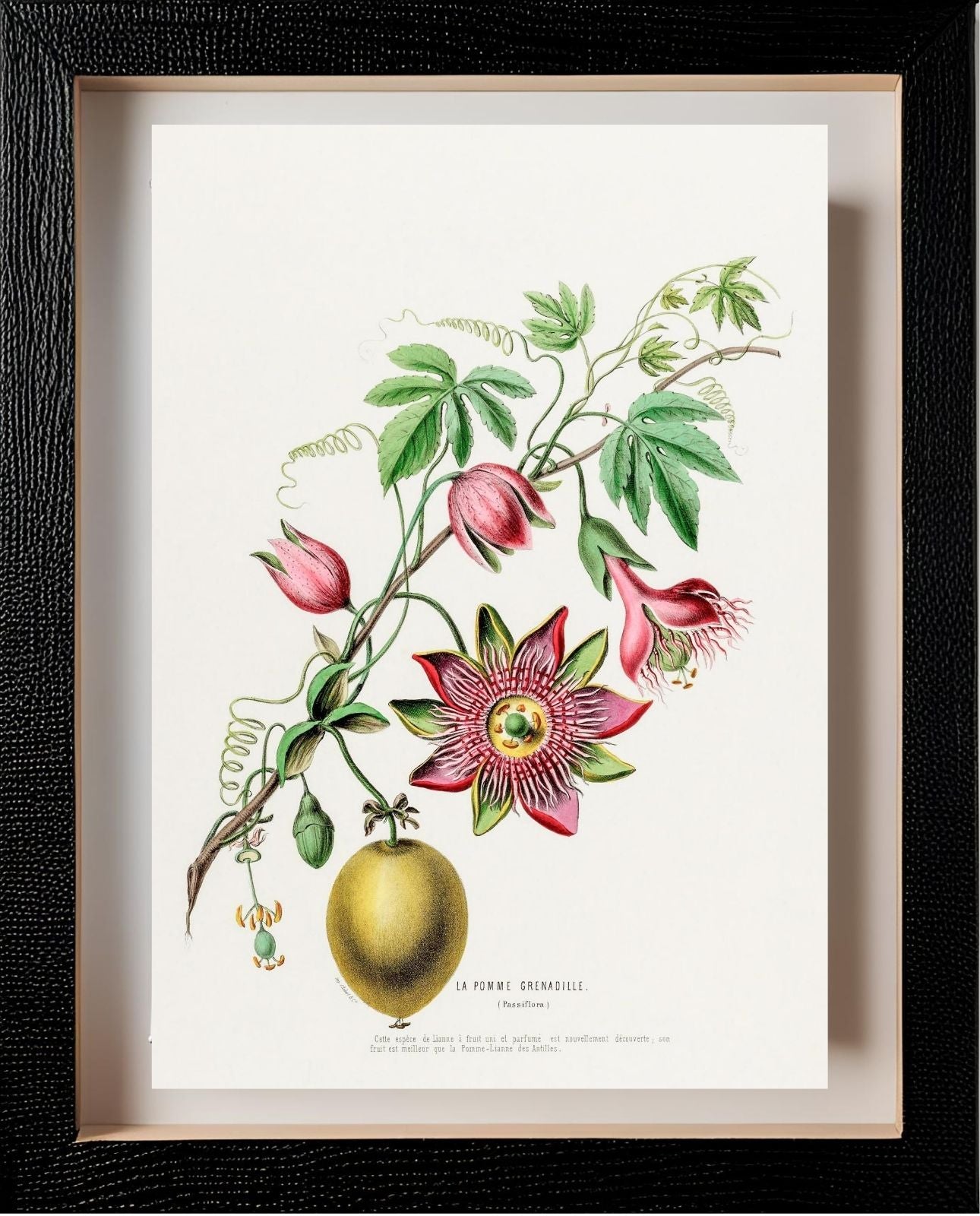 La Pomme Grenadille (Passiflora)
