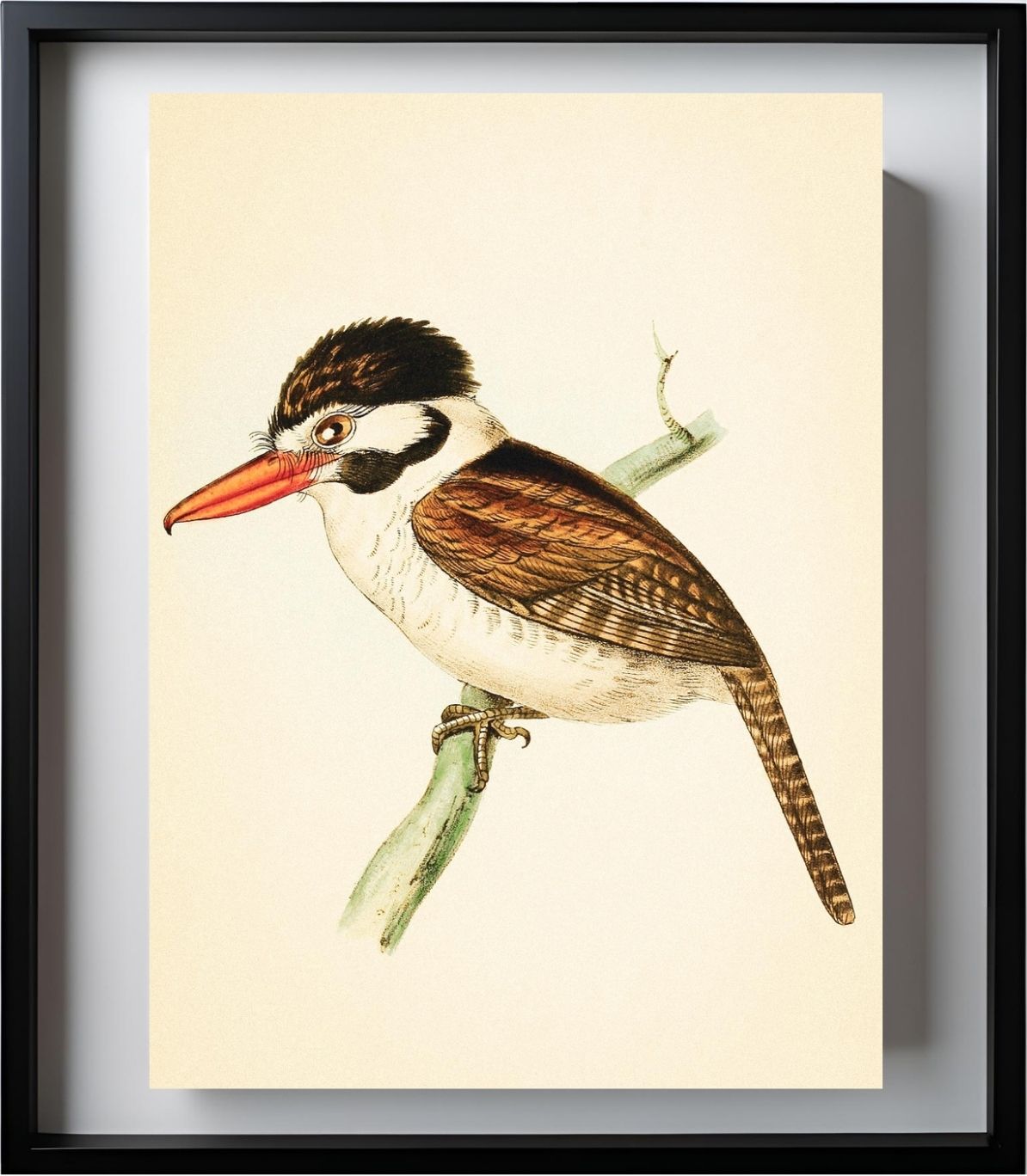 White-ear'd Puff-bird