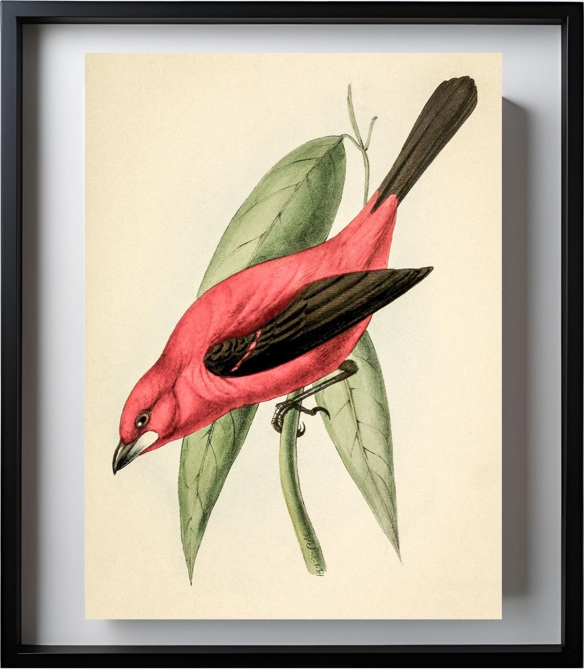 Crimson Tanager
