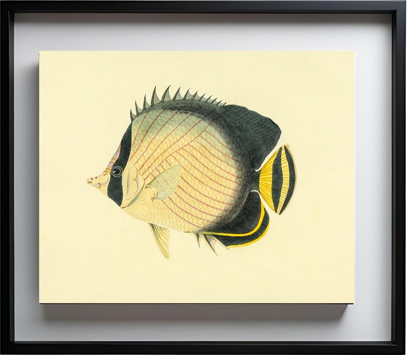 Chaetodon Vagabundus