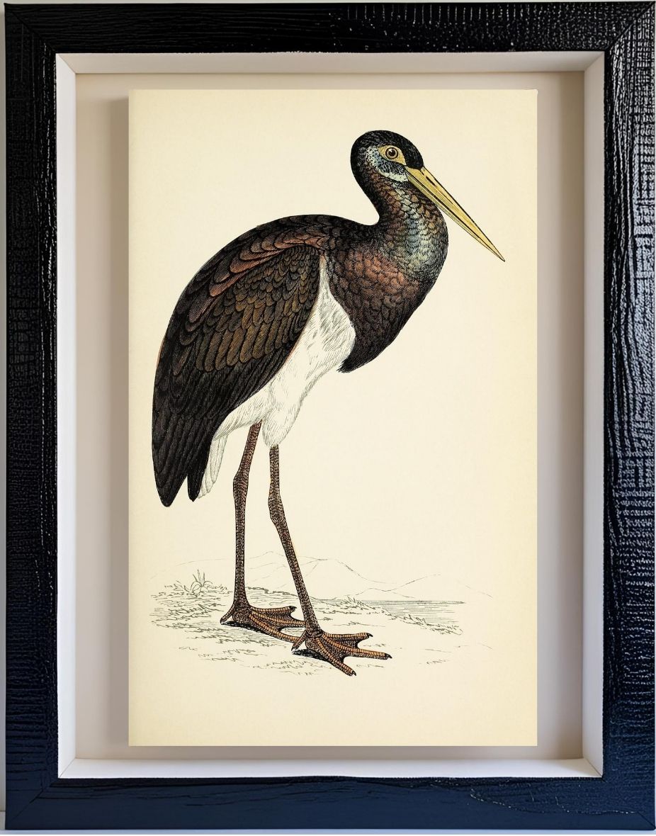 Black Stork