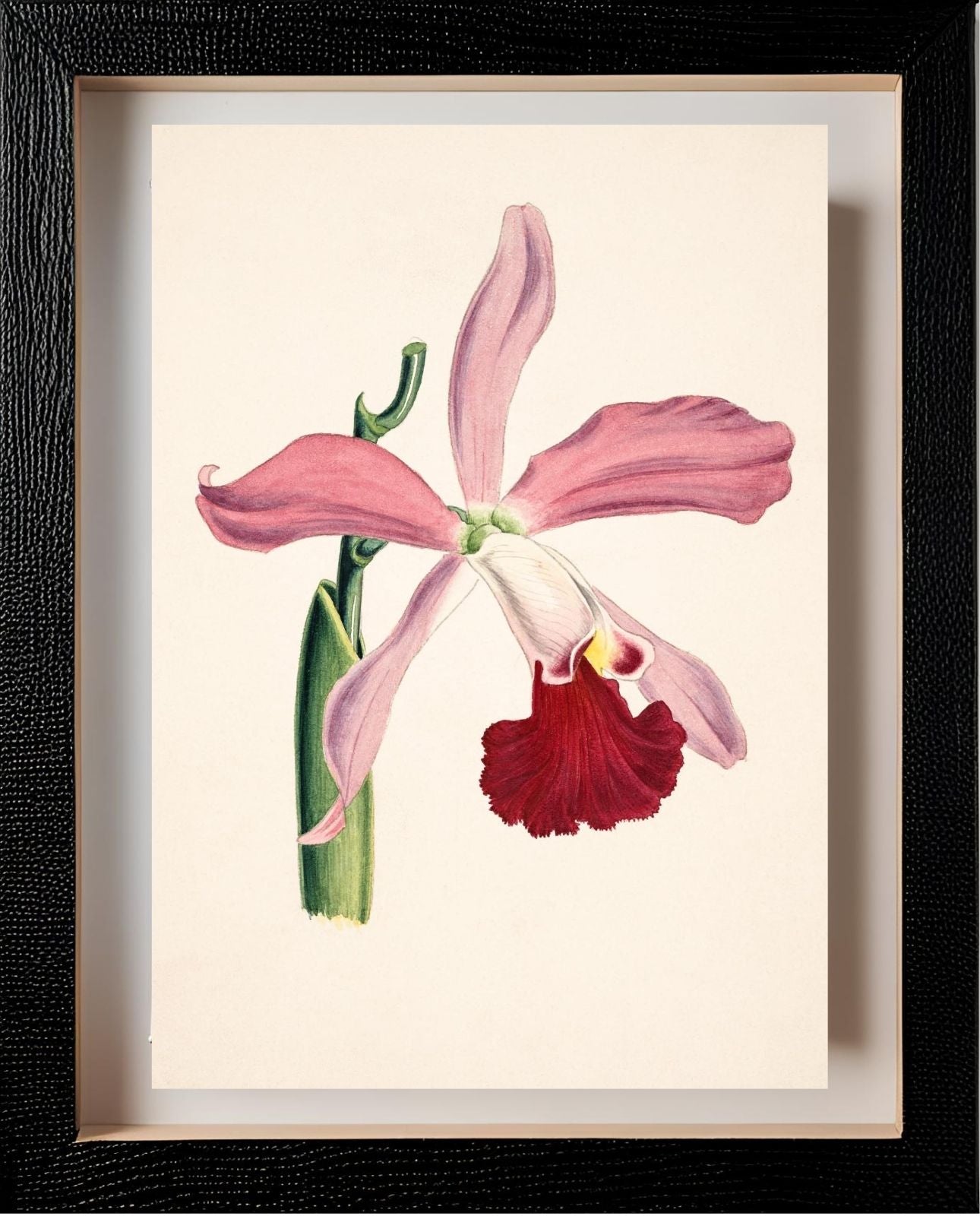 Laelia Elegans
