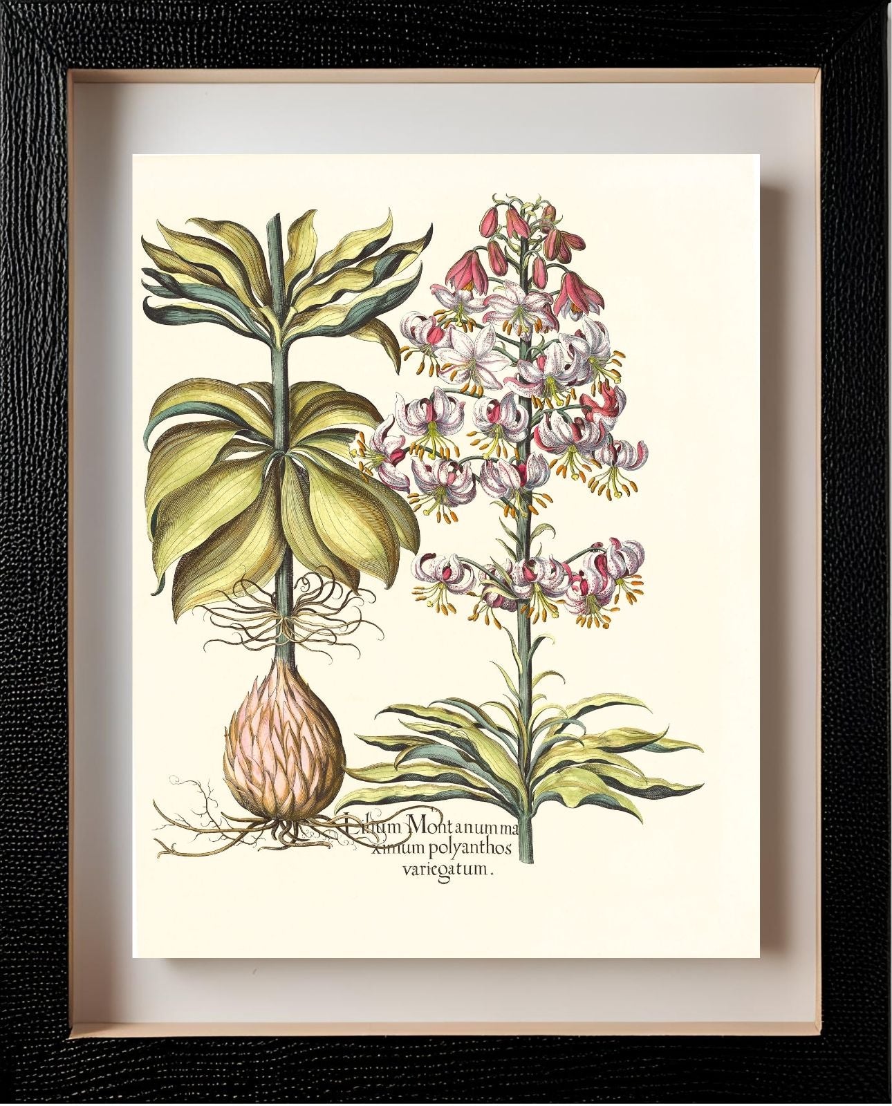 Spotted Variegated Martagon Lily