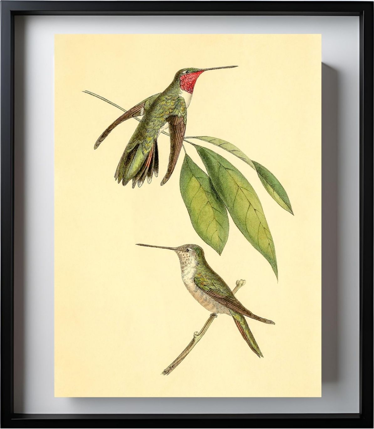 Mexican Amethyst Hummingbird