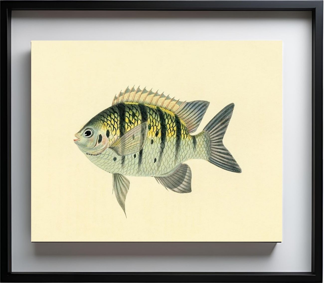 Chaetodon Tyrwhitti