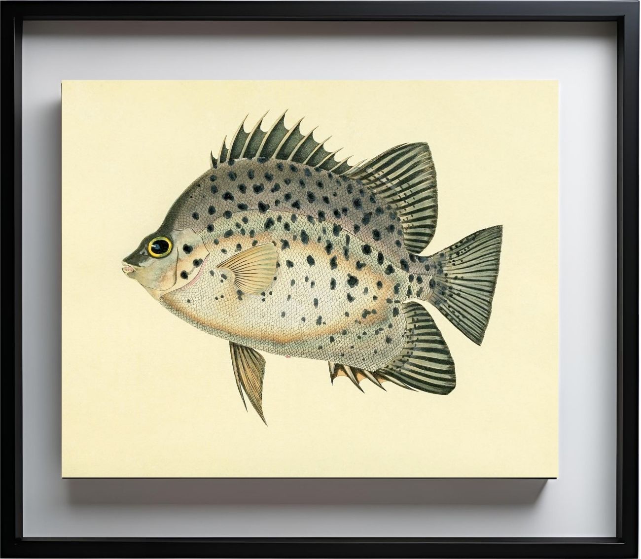 Chaetodon Atro-Maculatus