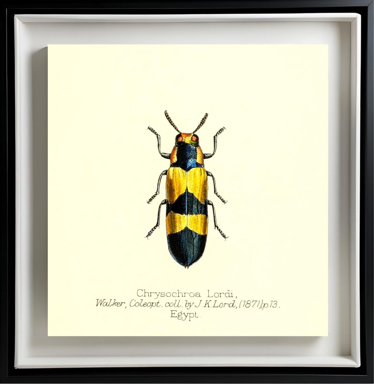 Chrysochroa Lordi