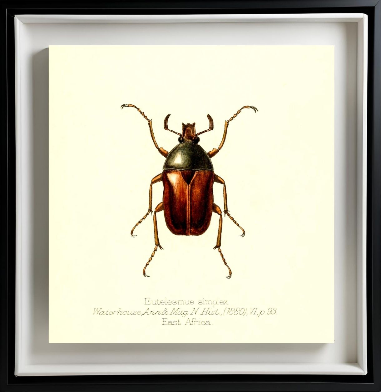 Eutelesmus Simplex