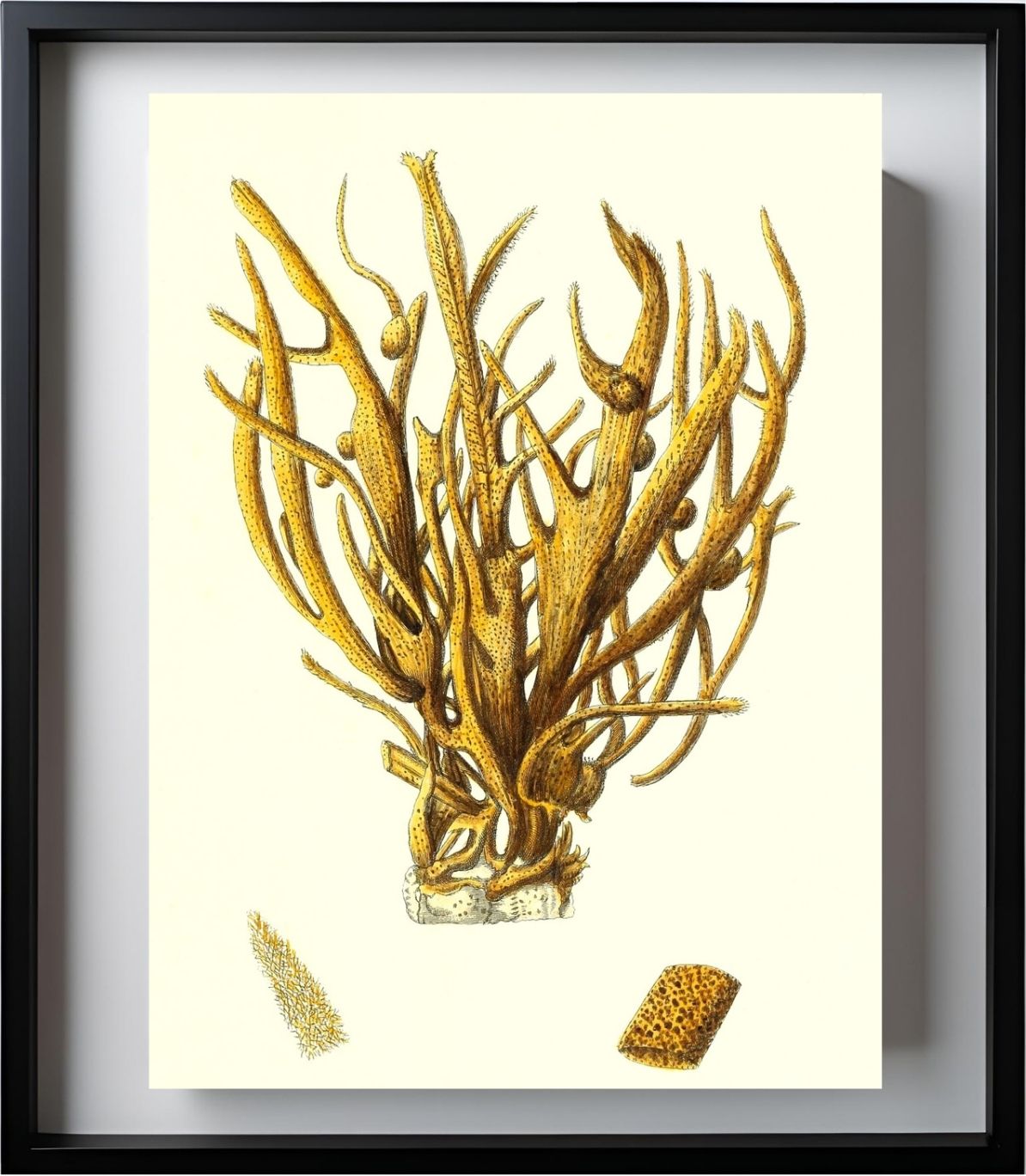 Spongia alcicornis