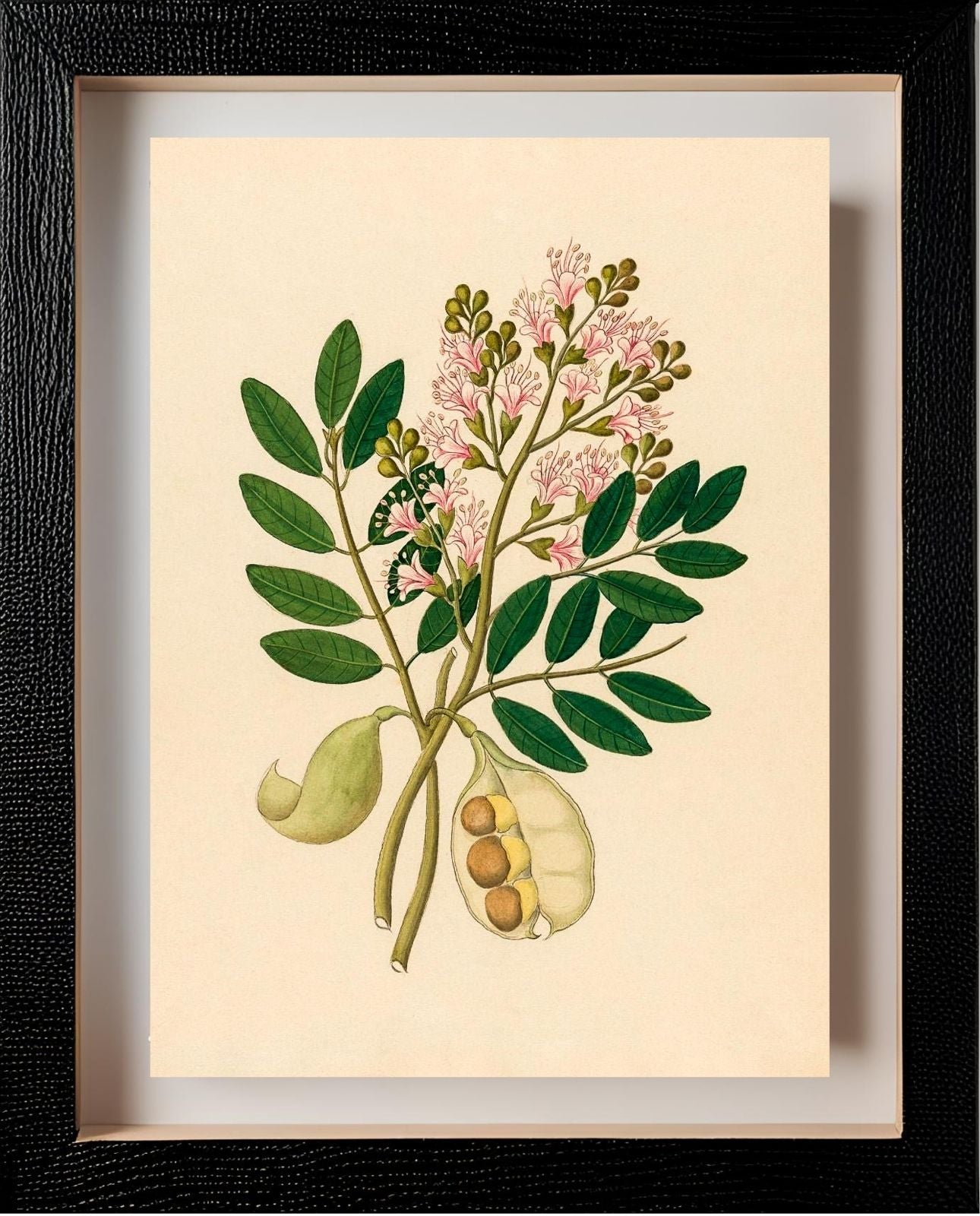 Schotia Nov. Sp (Schotia Latifolia)