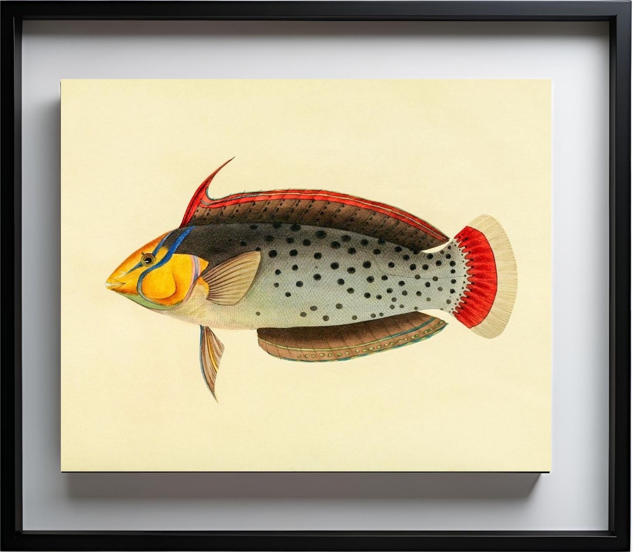 Labrus Formosus