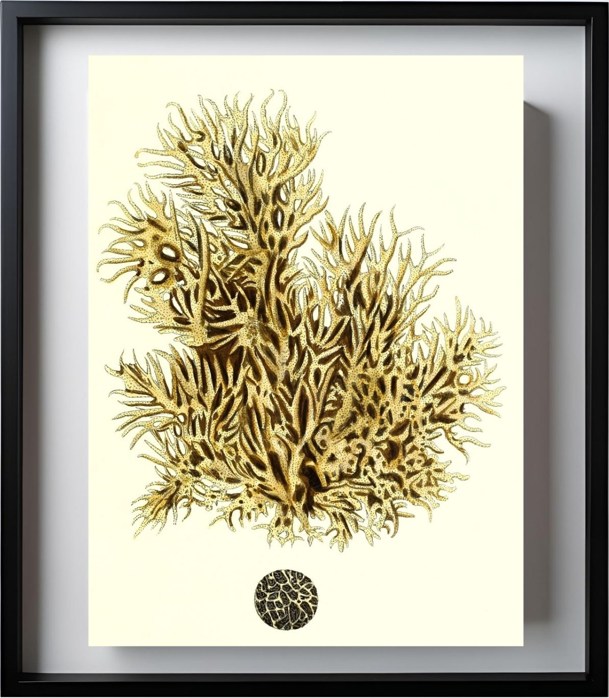 Spongia damicornis